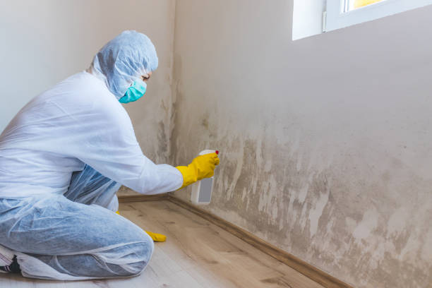 Licensed Mold Remediation service in Church Hill, TN - WQB Mold Removal